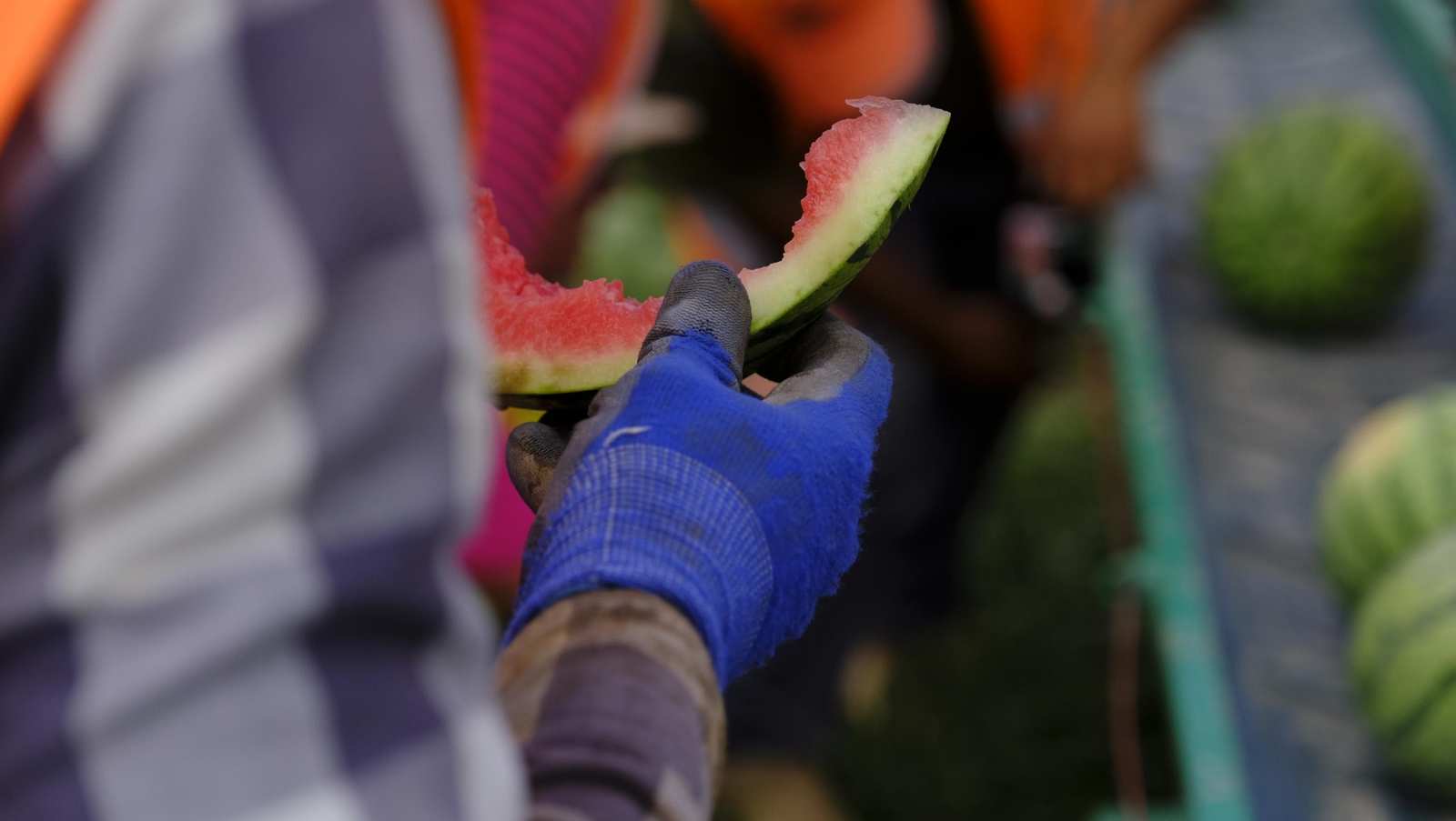 La sandía y el melón de Huércal Overa, manjares en imágenes
