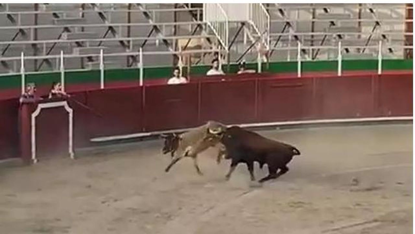 Duras imágenes de un toro embistiendo a varios becerros durante un espectáculo infantil
