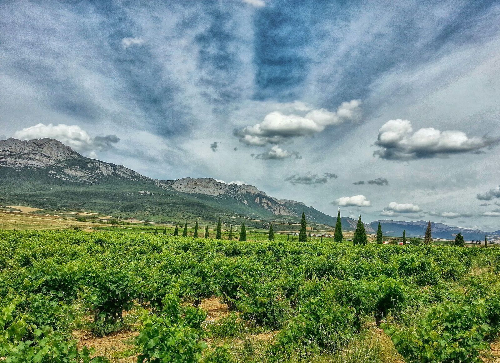 Viñedos en la Rioja Alavesa.