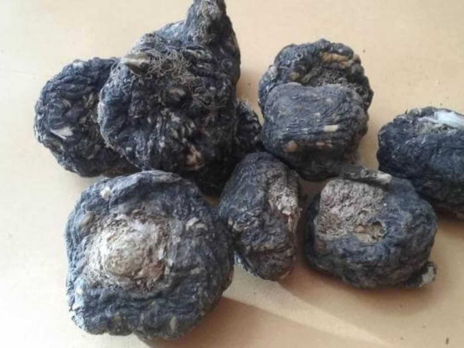 Lepidium meyenii:la planta peruana que aumenta el nivel de espermatozoides y la libido en días