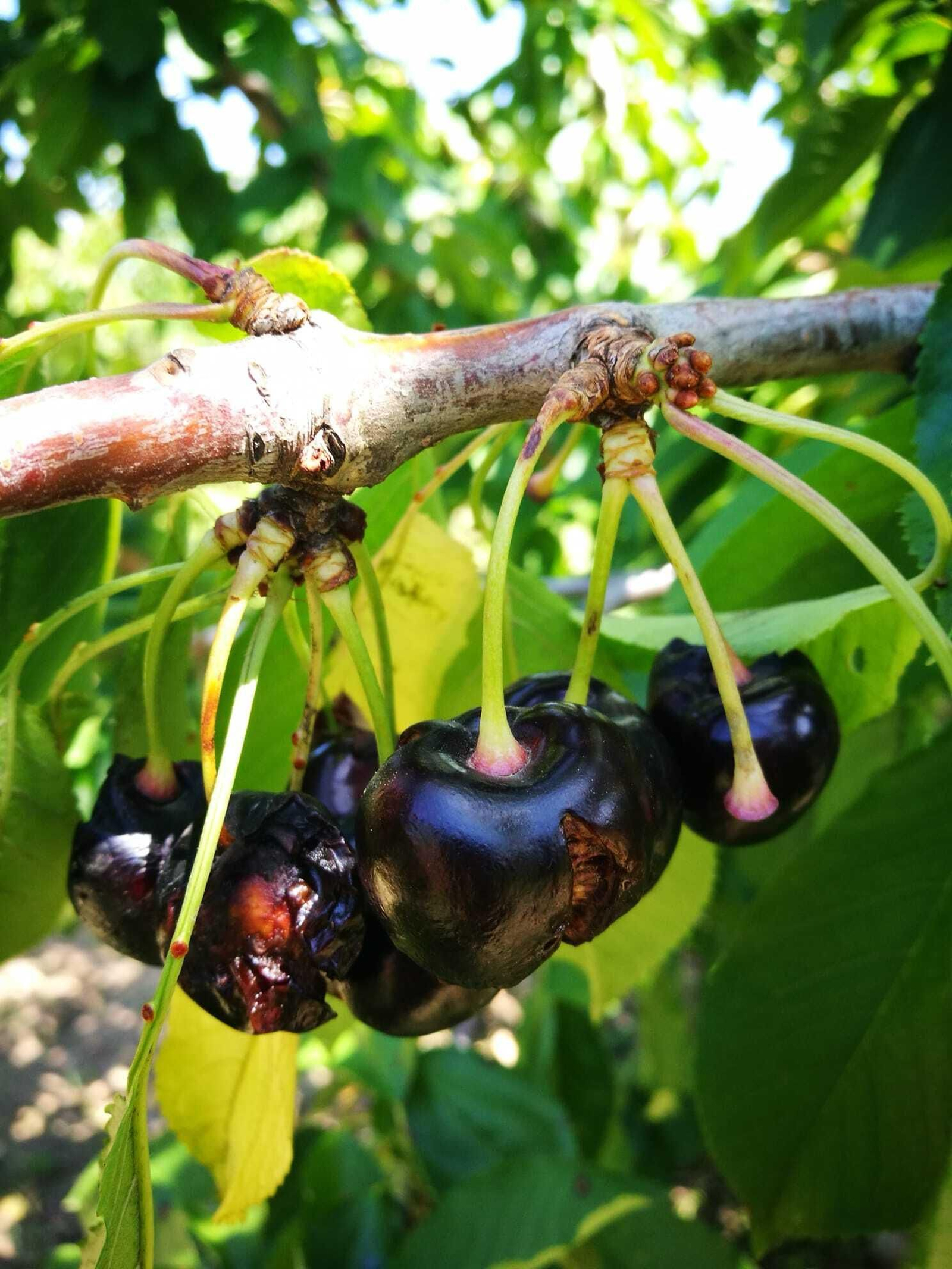 Otro ejemplo del estado de las cerezas.
