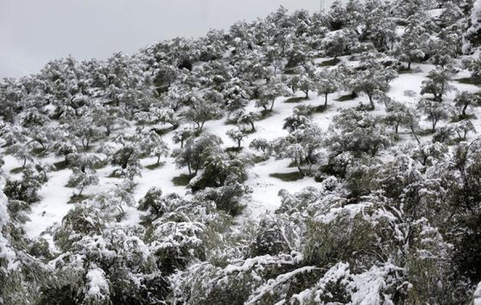 Constantina.

Foto: Antonio Pizarro