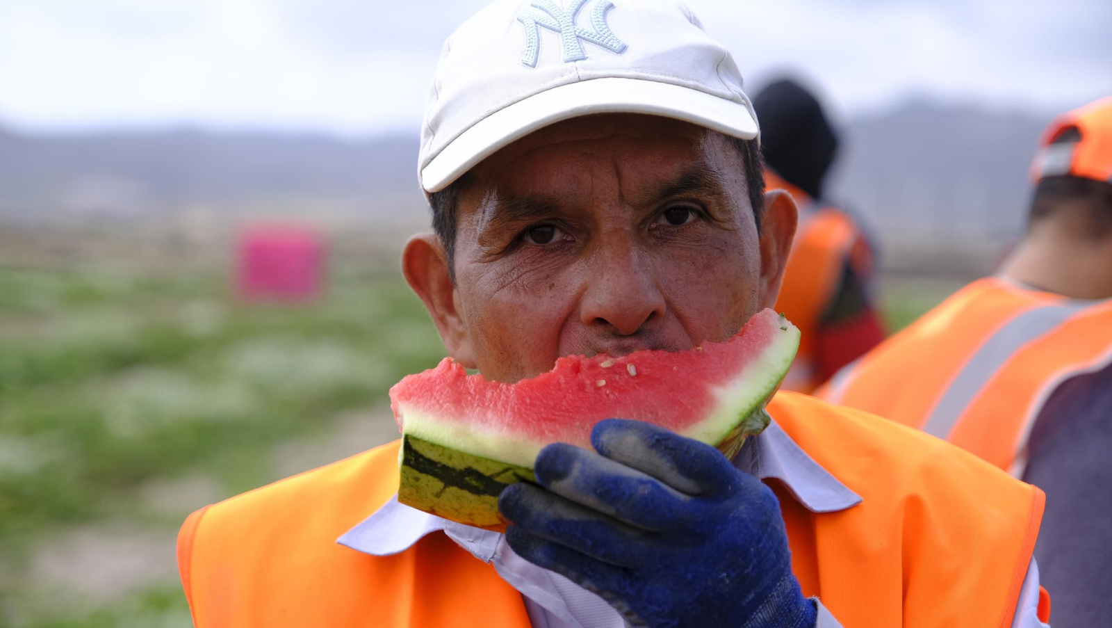 La sandía y el melón de Huércal Overa, manjares en imágenes
