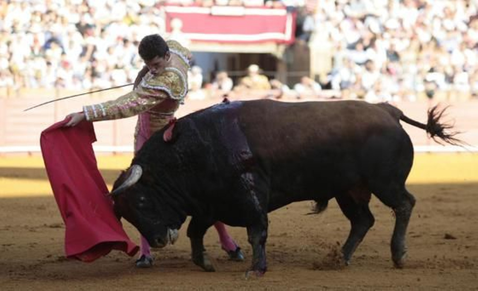 El sevillano Daniel Luque con el tercero de la tarde en la treceava del abono de La Maestranza.

Foto: Juan Carlos Muñoz