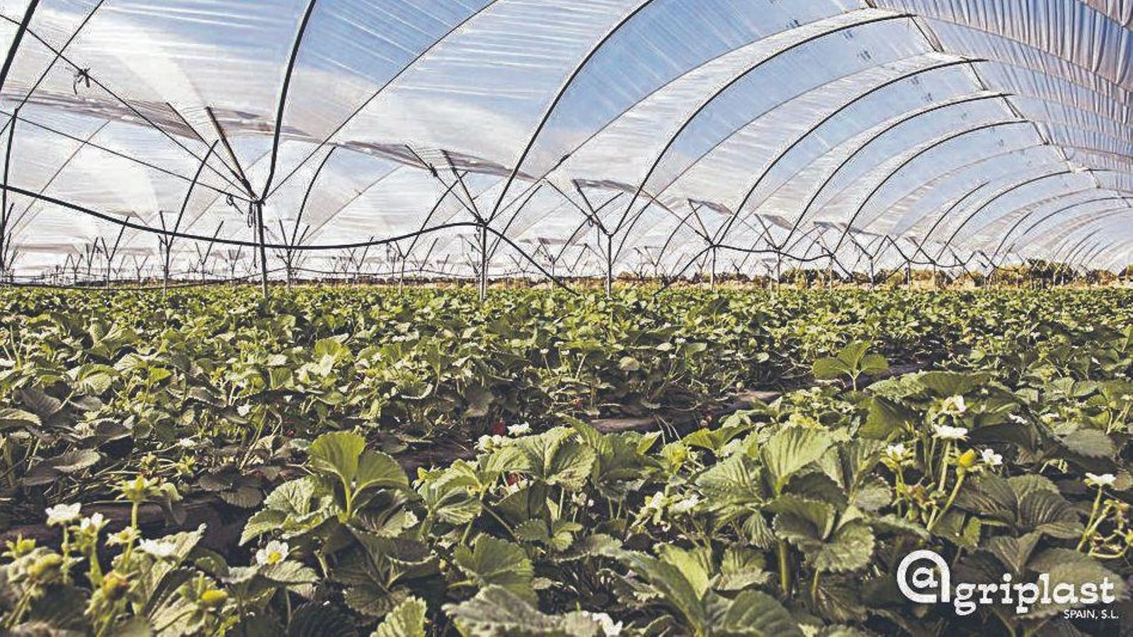 “Reducimos el estrés de la planta y nuestro mercado va a recibir una fruta sana y natural”