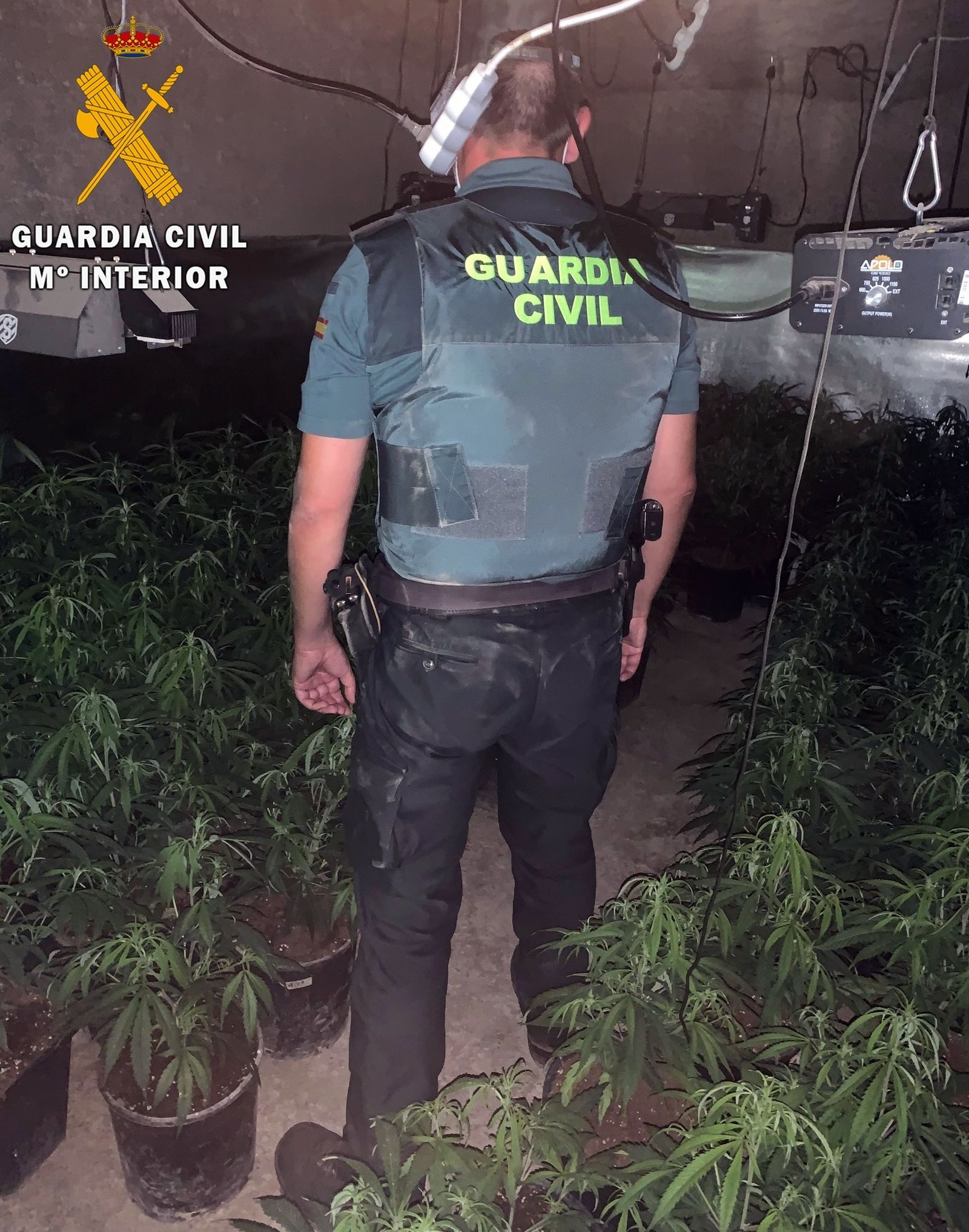 Tres detenidos con 609 plantas de marihuana en Rioja