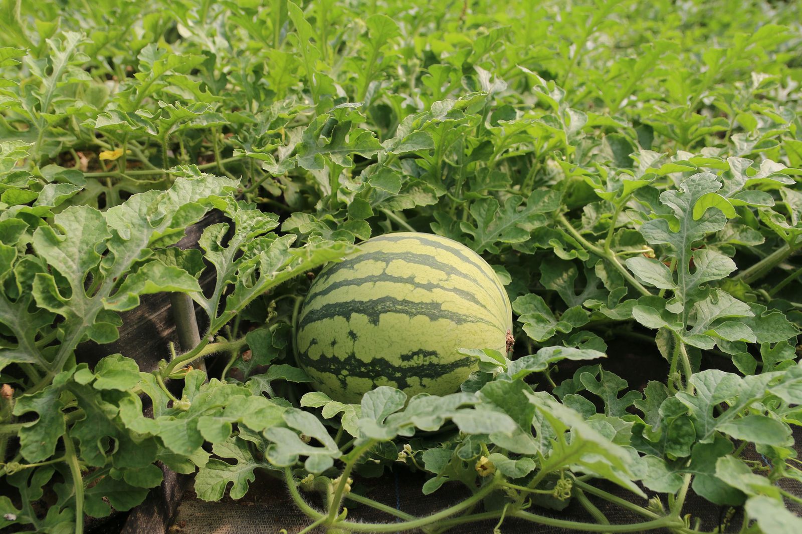 La viral decisión de un agricultor de la Costa que regala 100.000 kilos de sandías tras no poder venderlas a las grandes empresas