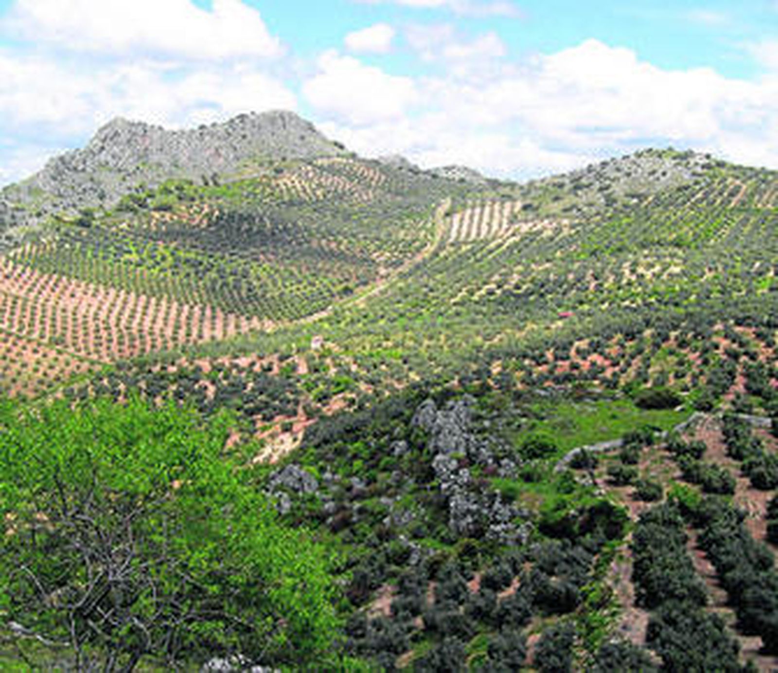 La superficie de olivar asegurado es de sólo 68.860 hectáreas.