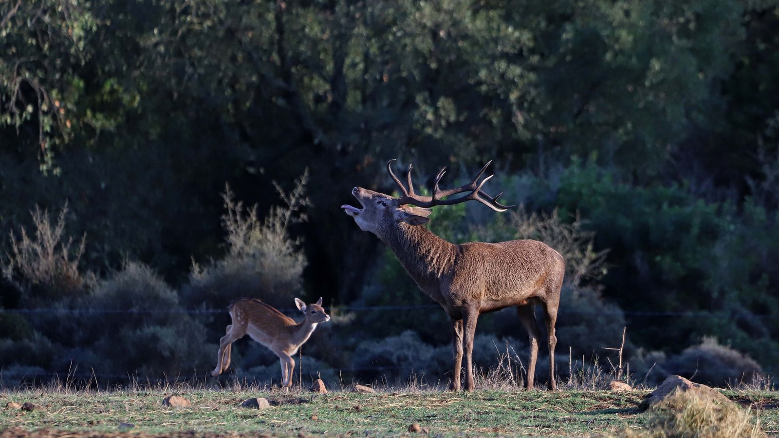 Fotos de la berrea en el Campo de Gibraltar