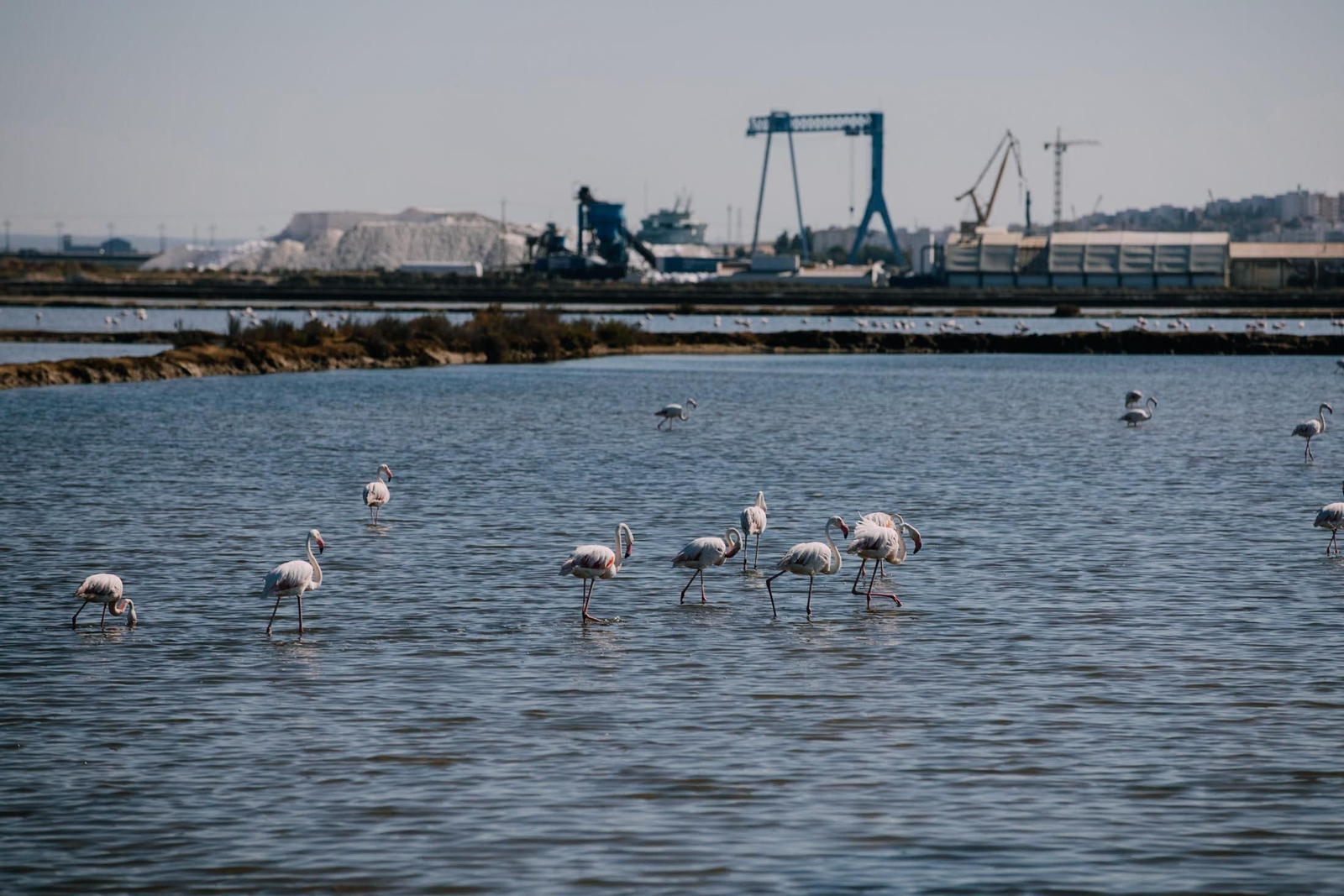 Un recorrido fotográfico por el Paraje Natural Marismas del Odiel