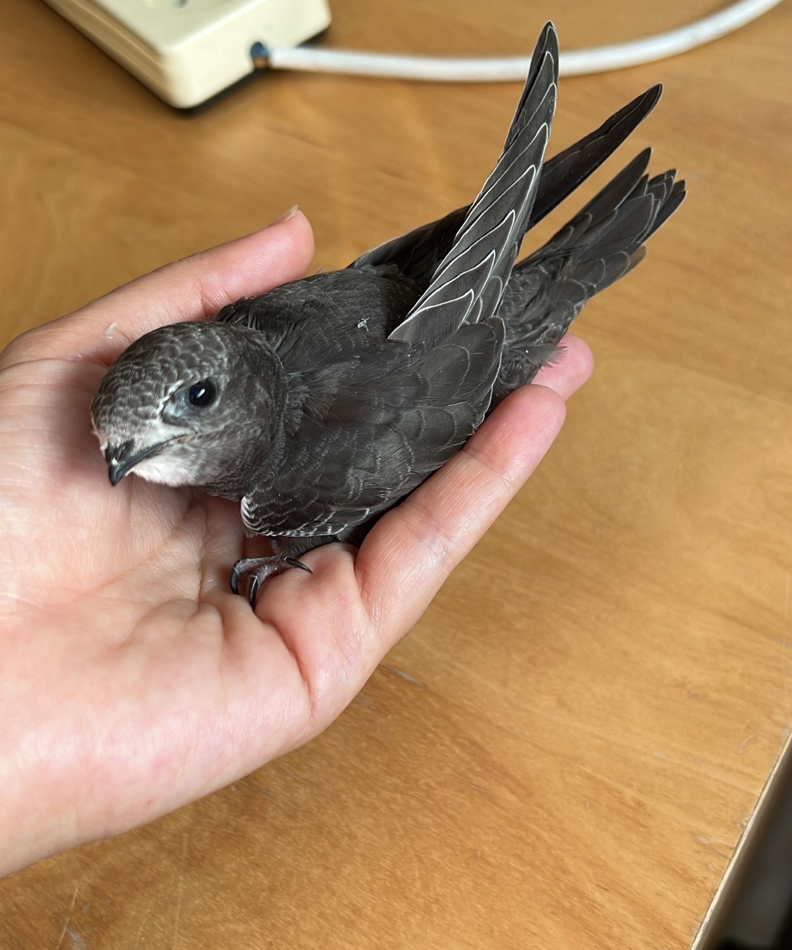 Un vencejo que cayó en Sevilla y está al cuidado de un voluntario.