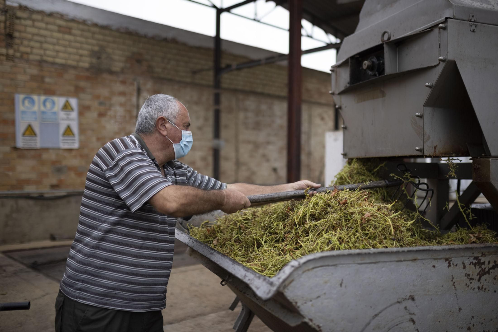 Imágenes de la vendimia en el Condado de Huelva