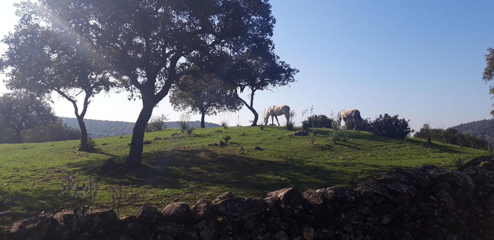 Circular de Las Palomas en La Puebla de los Infantes