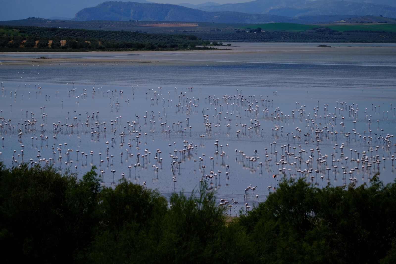 Miles de flamencos llegan a Fuente de Piedra tras las lluvias, en fotos.