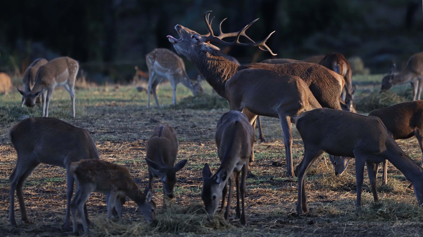 Fotos de la berrea en el Campo de Gibraltar