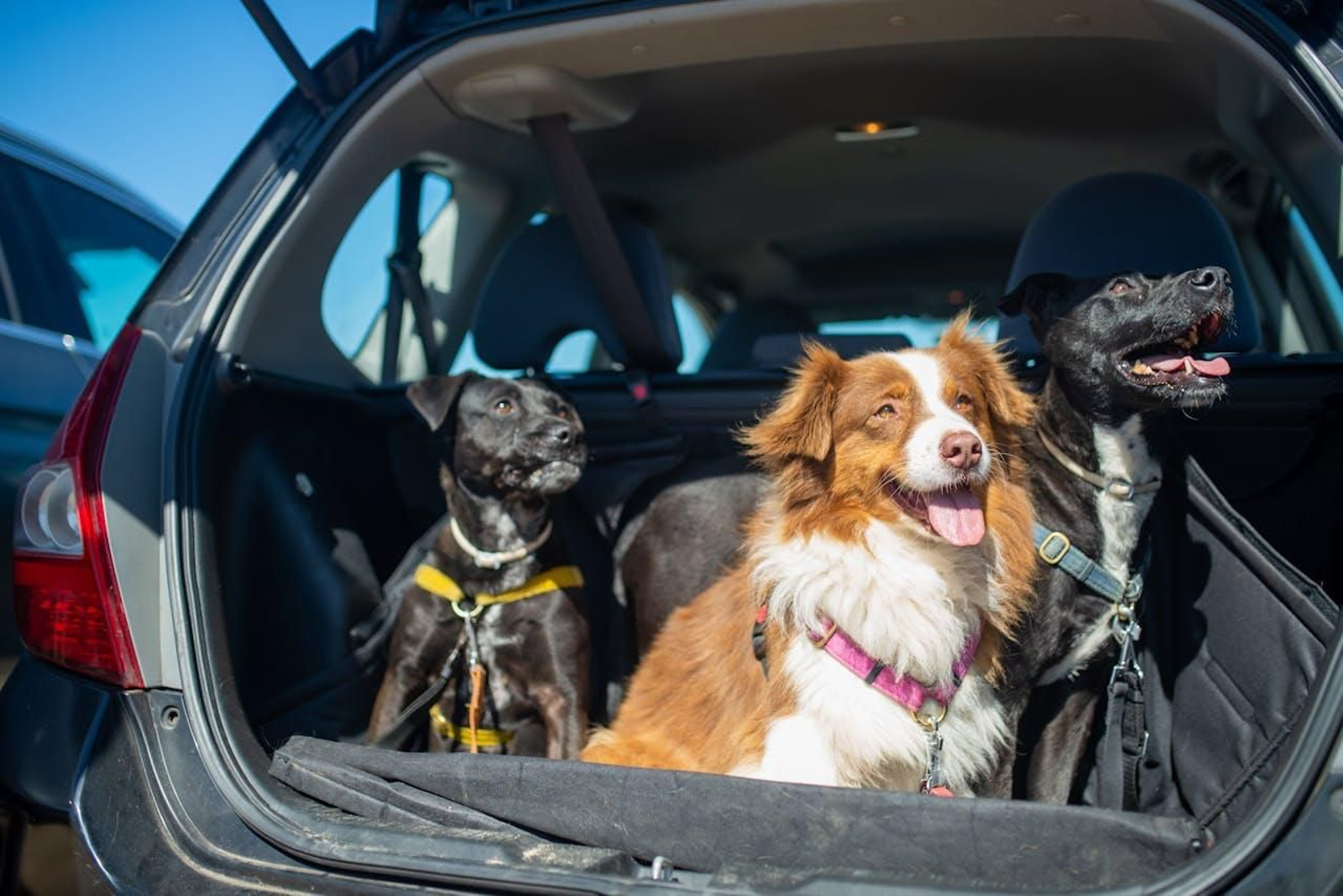 Son uno más de la familia y por eso cada vez más personas viajan con sus mascotas. Son uno más de la familia y por eso cada vez más personas viajan con sus mascotas.