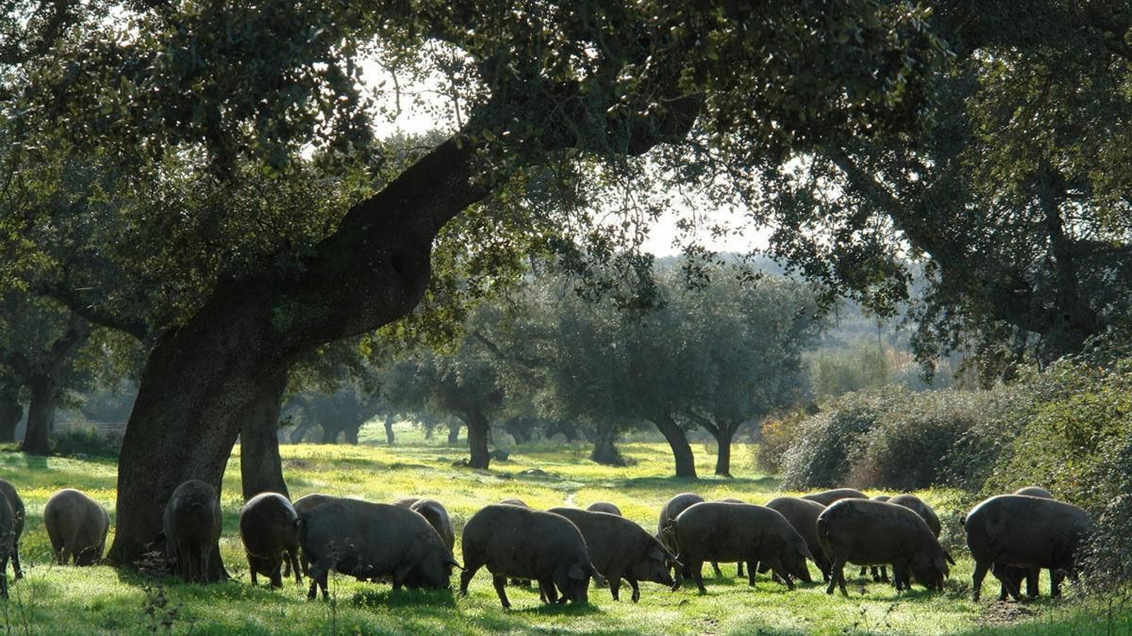 Cerdos en la dehesa