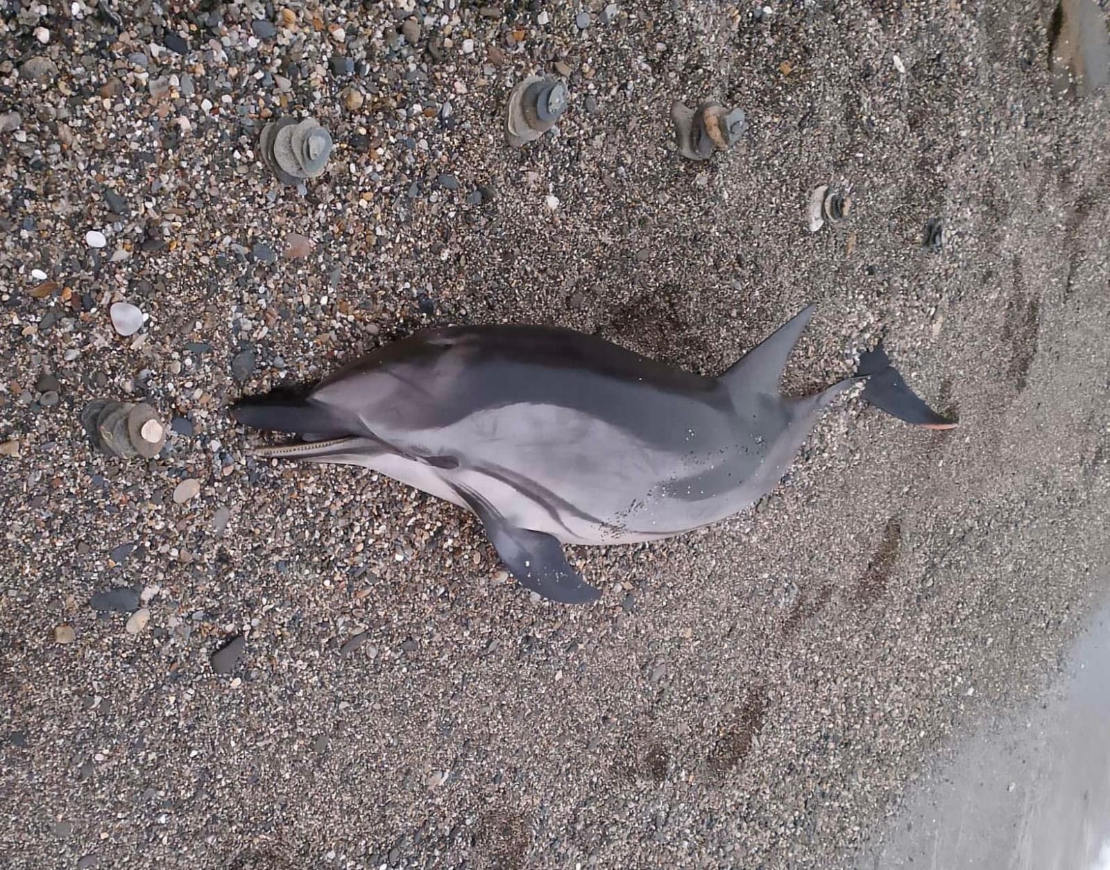 Imagen del delfín encontrado este miércoles.