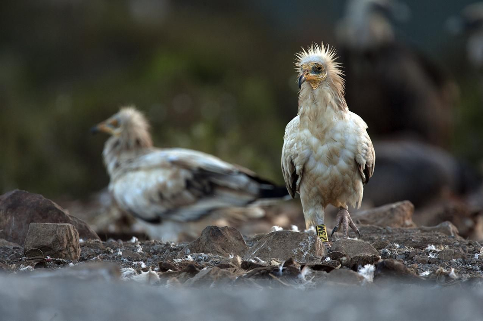 Una pareja de alimoche Una pareja de alimoche