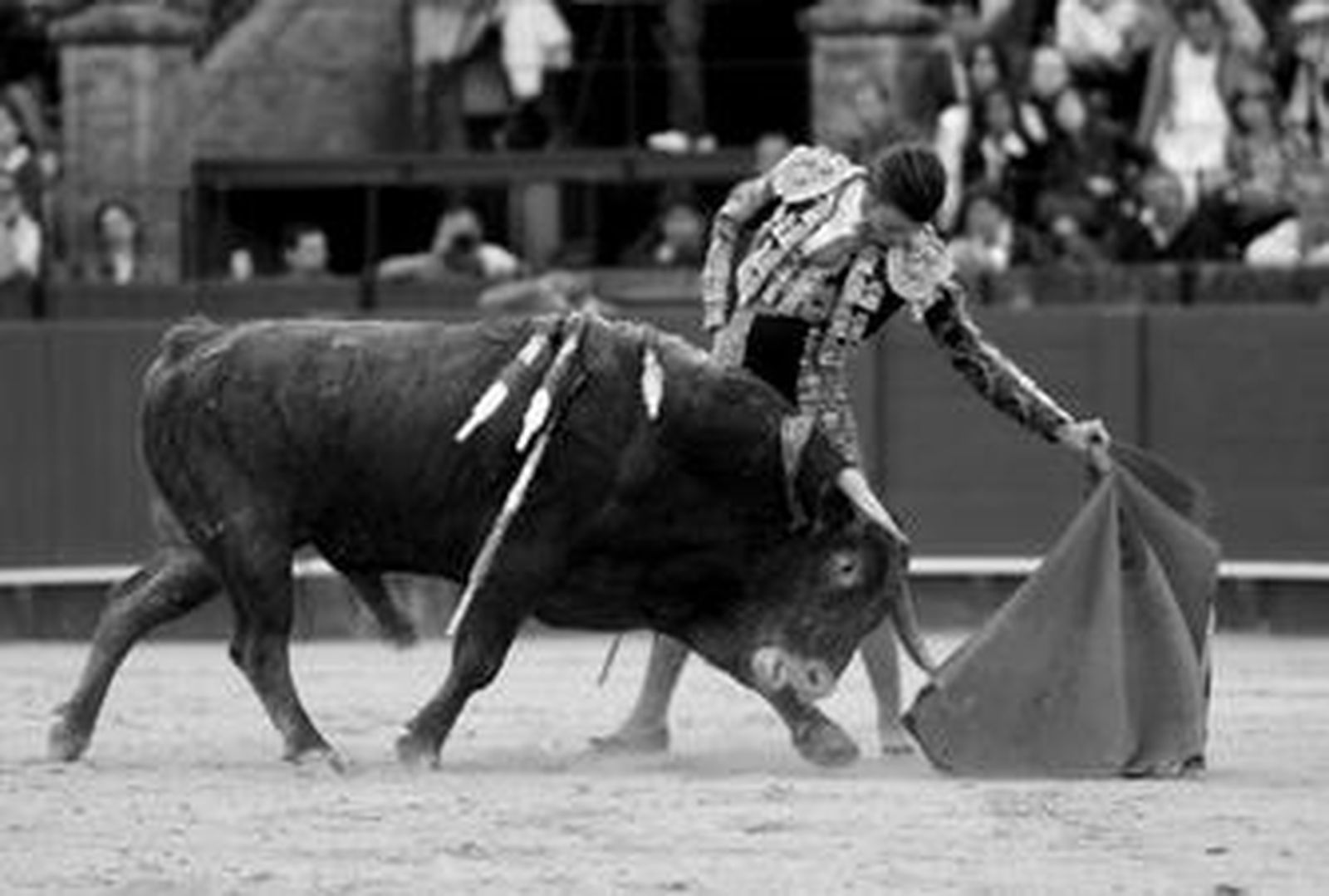 El novillero Pedro Carrero toreando al natural.