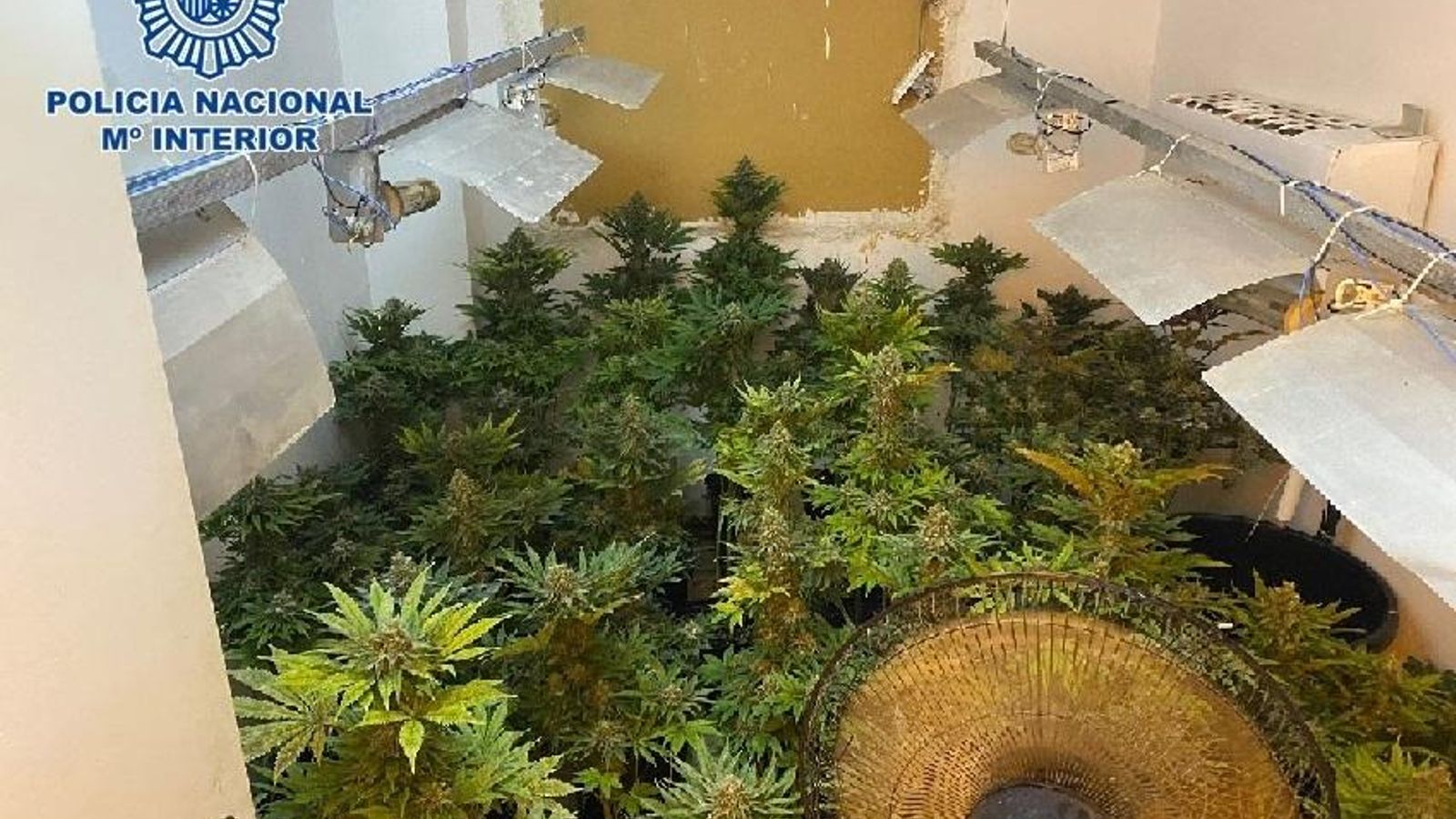 Uno de los cultivos en una vivienda.