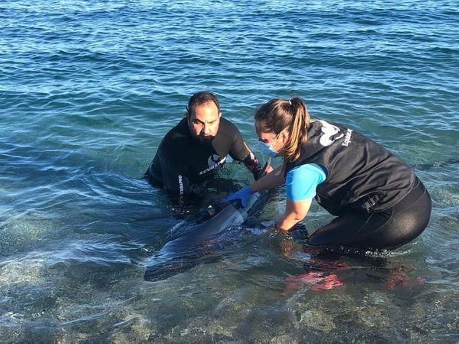 Miembros de Equinac tratan de salvar la vida de un tiburón herido