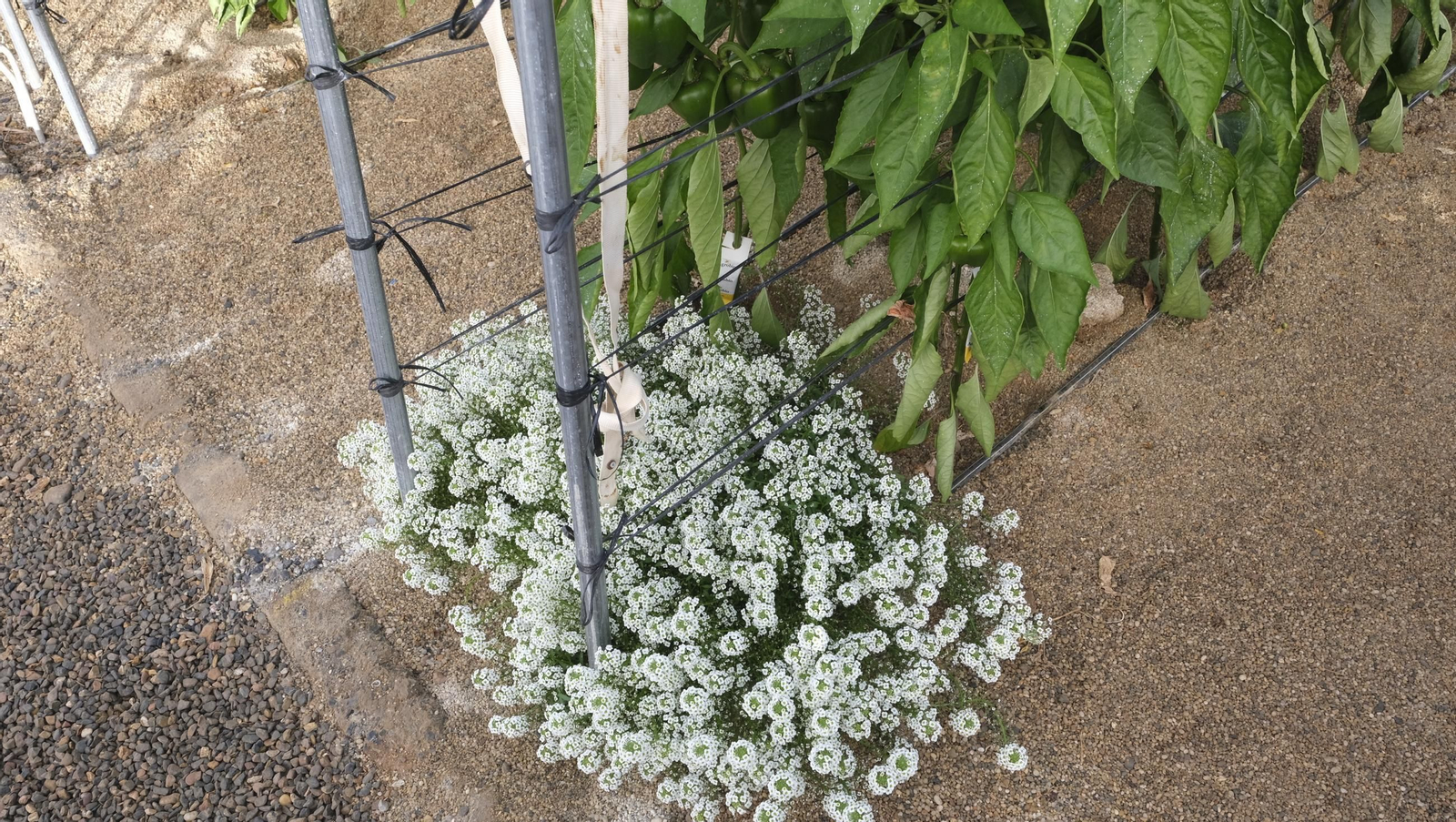 Jornada de puertas abiertas en la Estación Experimental Cajamar Las Palmerillas, en fotos