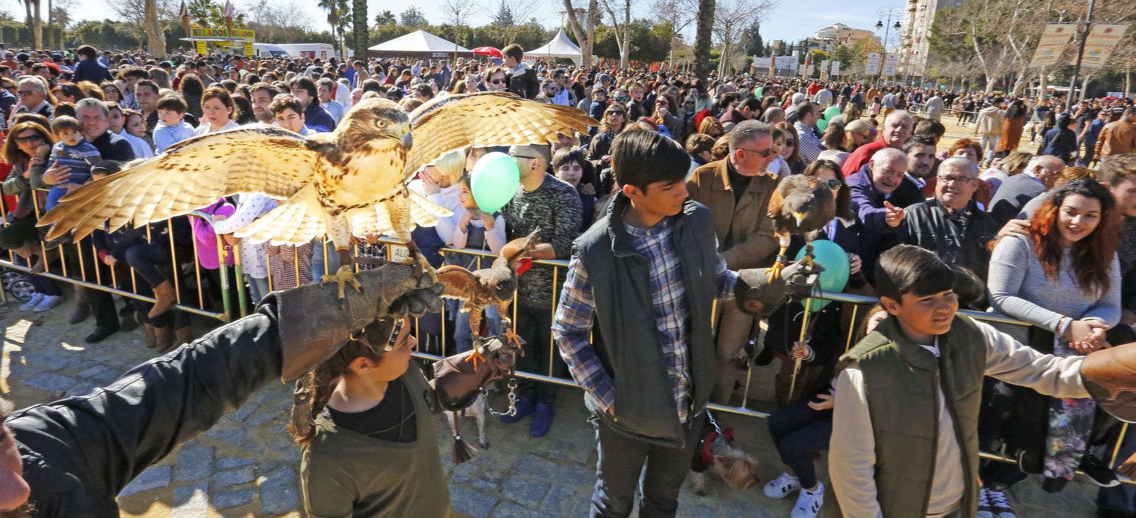 Las imágenes de la fiesta de San Antón