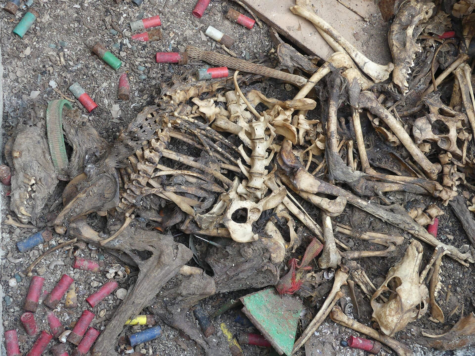 El Seprona inspecciona una finca de Níjar tras la denuncia de una asociación por galgos en aparente mal estado