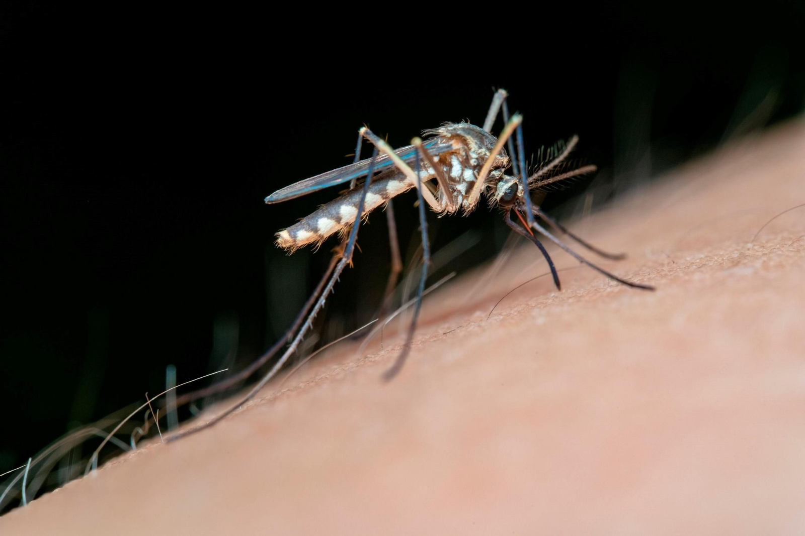 Mosquito transmisor del Virus del Nilo Occidental.