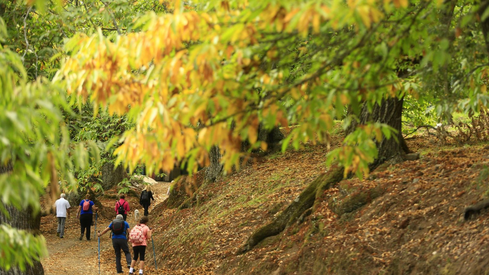 Fotos del Bosque de Cobre en el Valle del Genal.