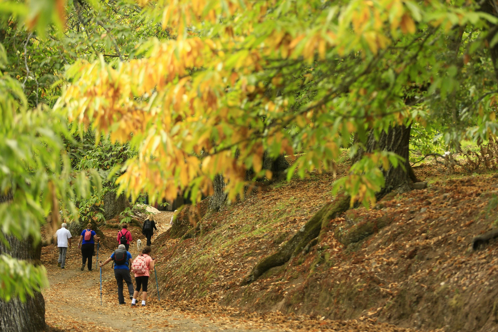 Fotos del Bosque de Cobre en el Valle del Genal.