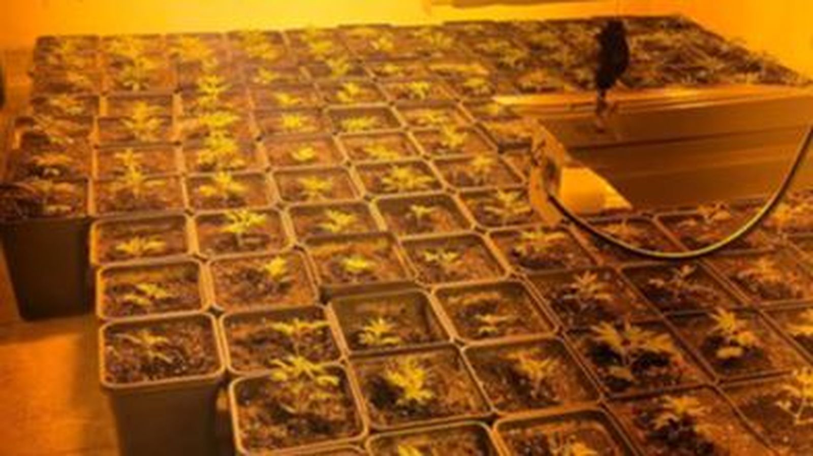 Imagen de una plantación interior incautada por la Policía Nacional