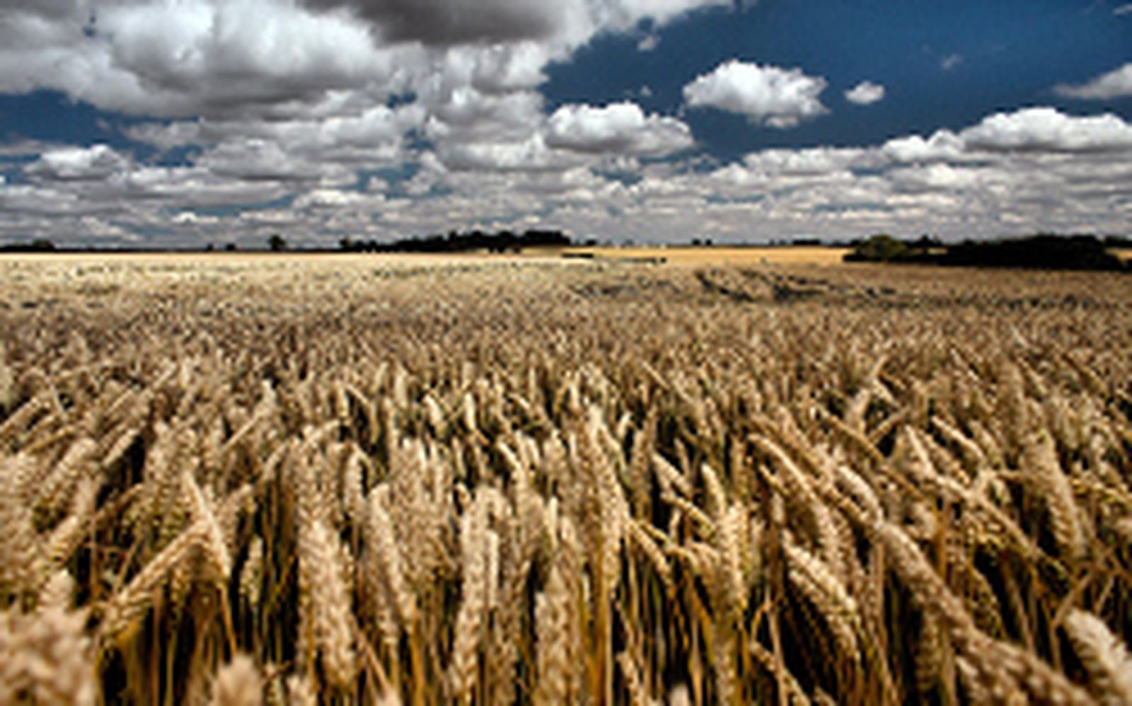 Andalucía salva la cosecha de girasol y cereales