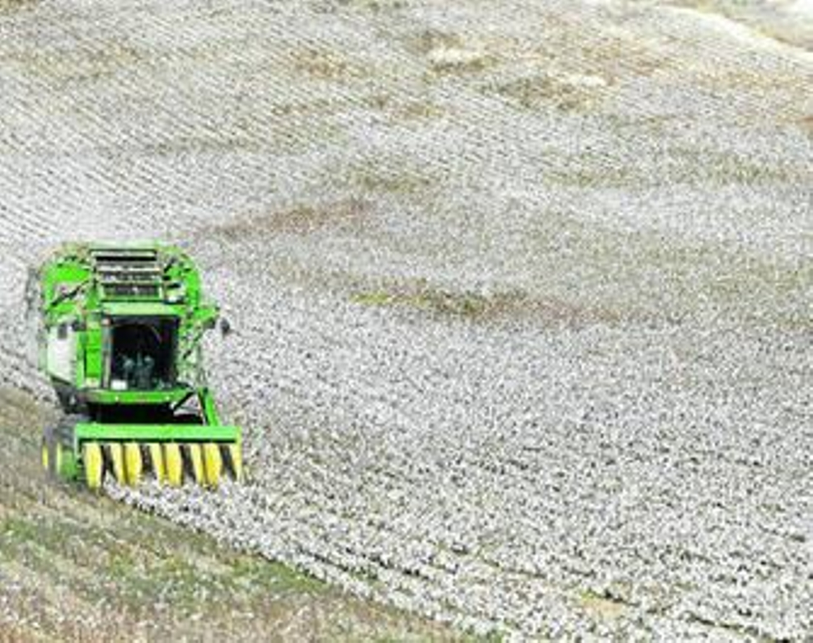 Maquinaria agrícola recogiendo el algodón en una explotación agraria situada en los límites con el término municipal de Rota.