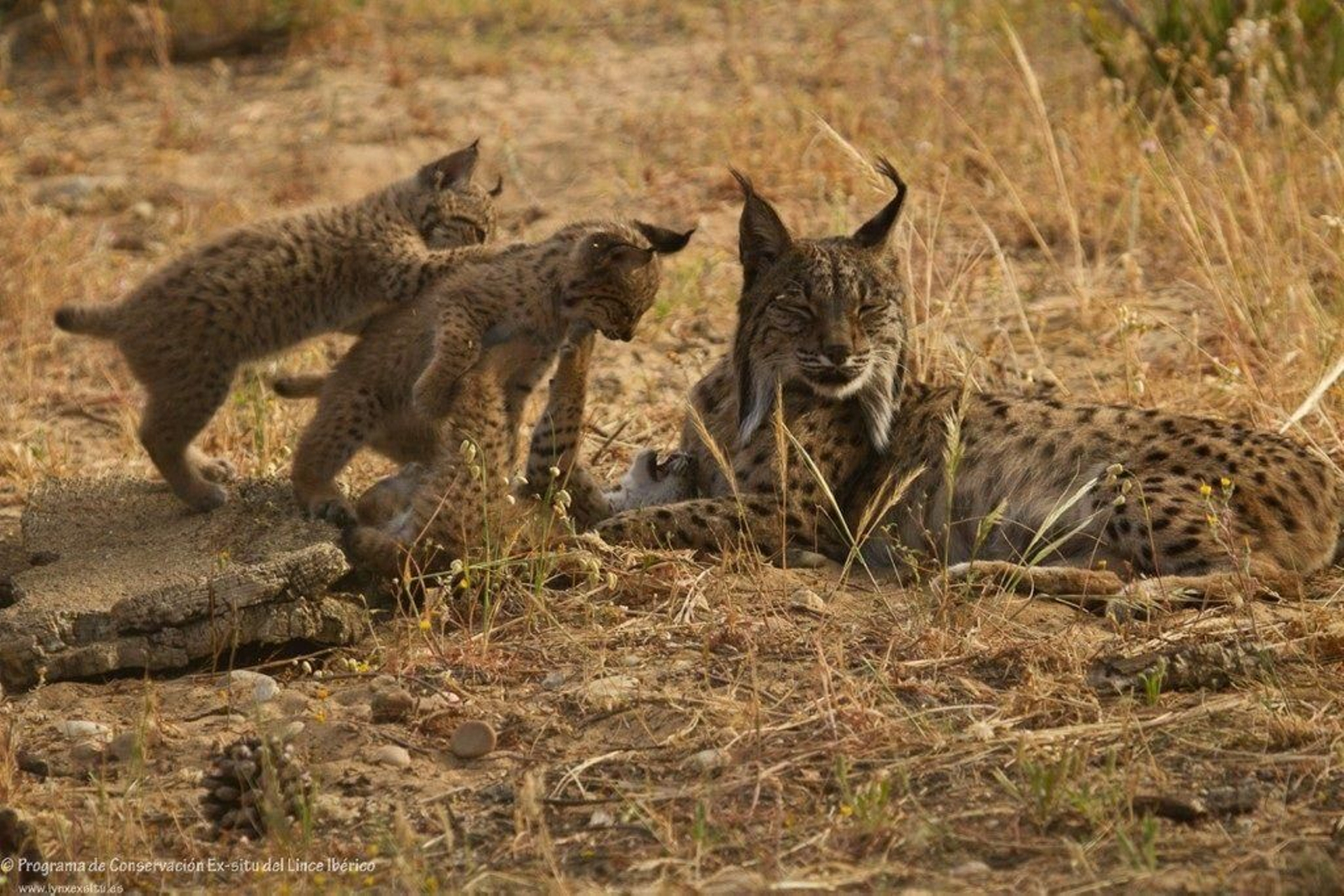 Una hembra de lince ibérico junto a sus dos cachorros.