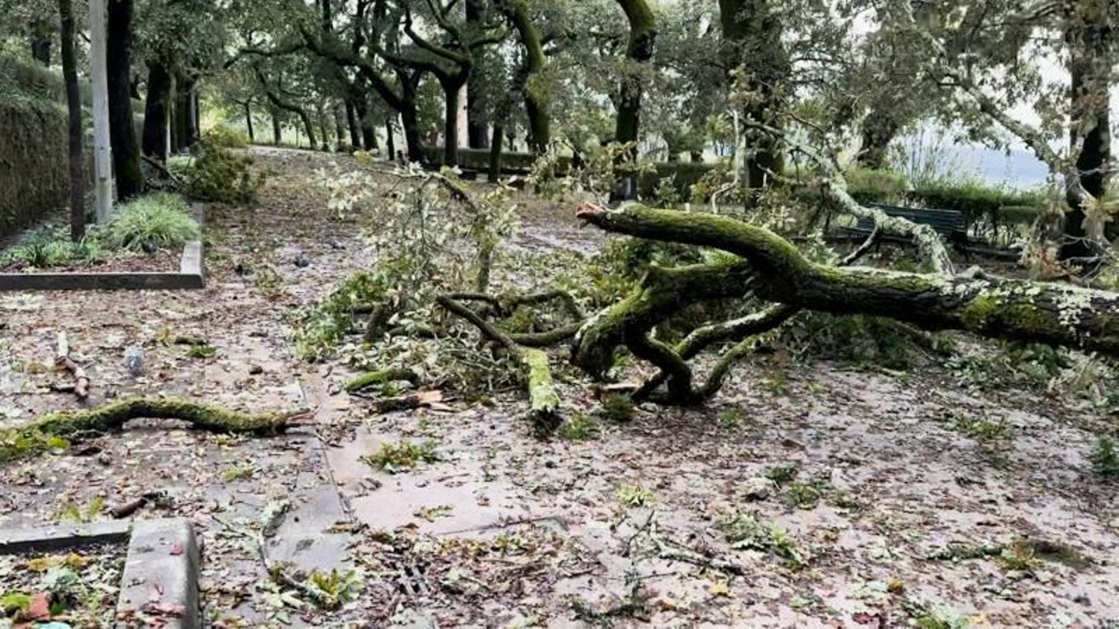 El temporal Kirk derriba árboles en Santiago de Compostela