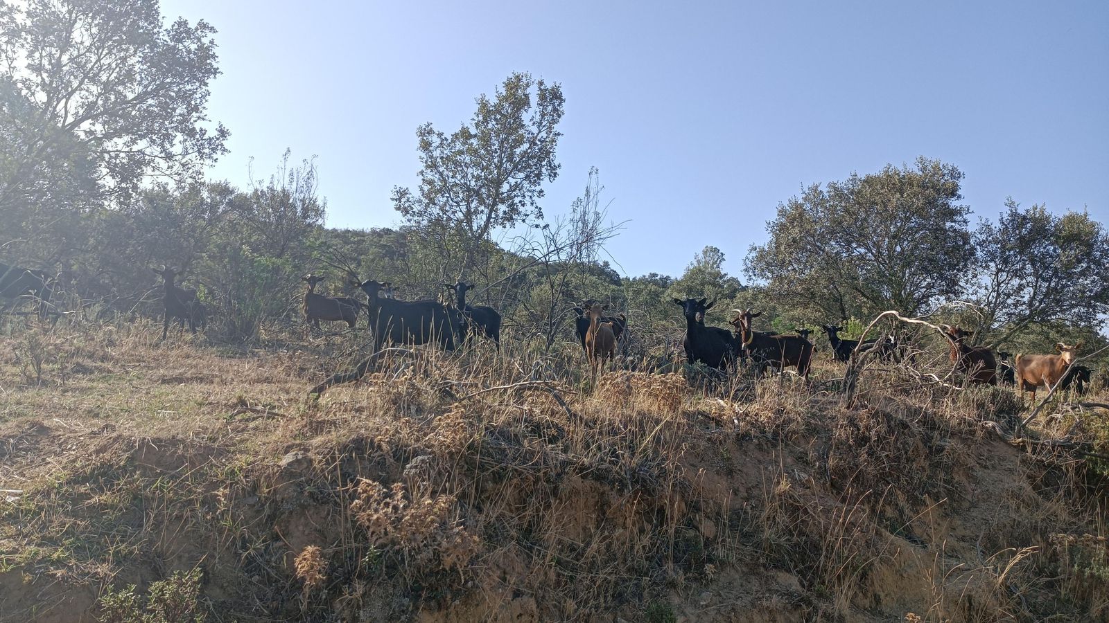 Cabras de las granjas próximas.