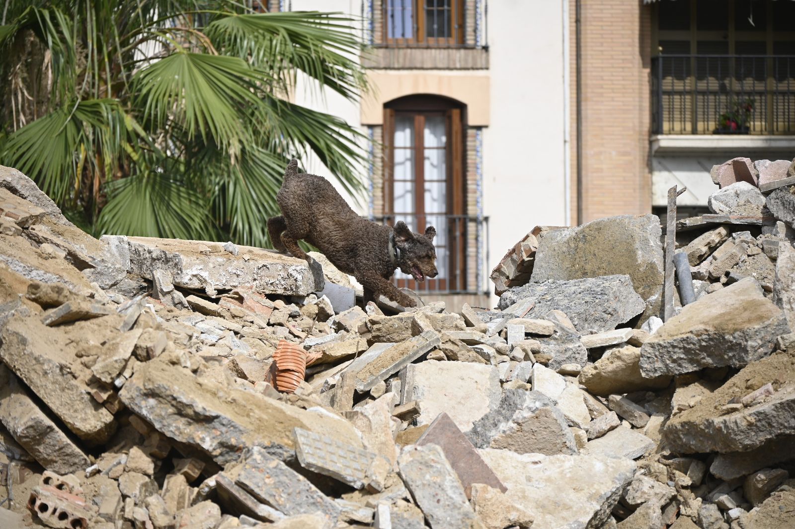 Simulacro de rescate de la Unidad Canina, en la Plaza de la Merced