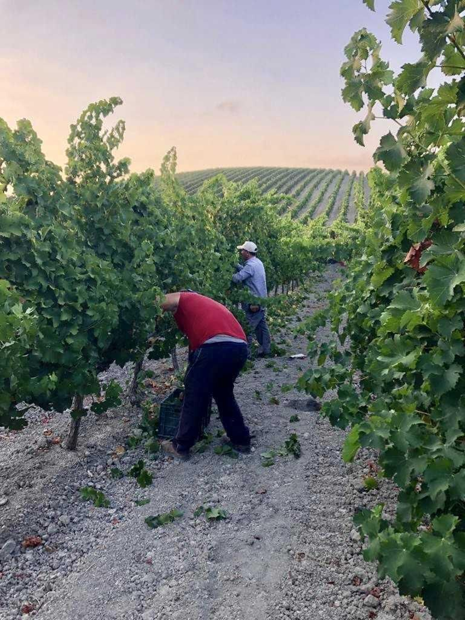 Labores de corta de la uva gewürztraminer en Cortijo de Jara.