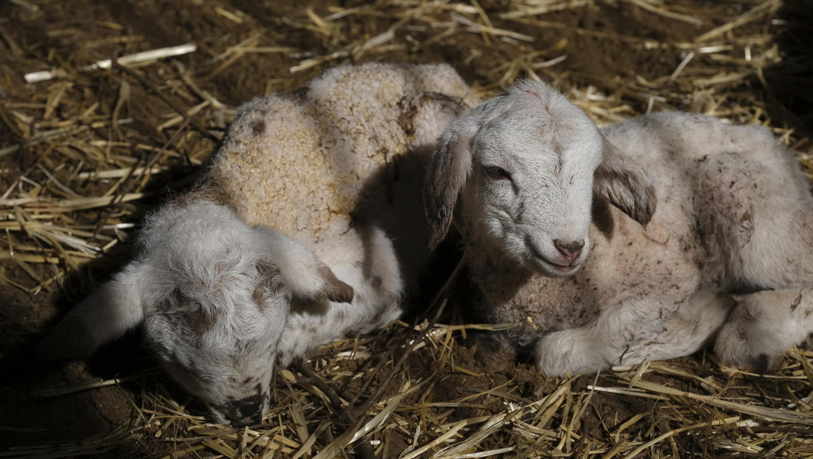 Fotogalería de la ganadería tradicional de Vélez Rubio, las imágenes más tiernas de los corderos recién nacidos