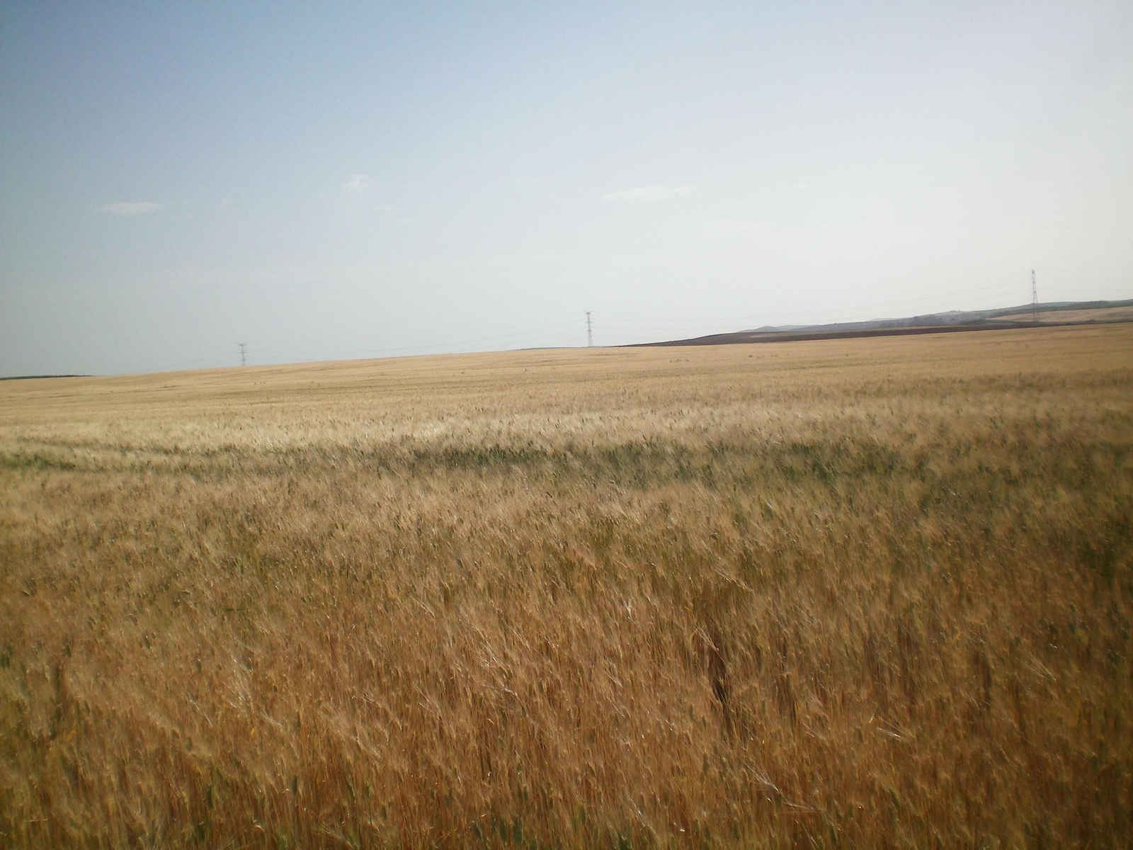 Campo de trigo afectado por la sequía