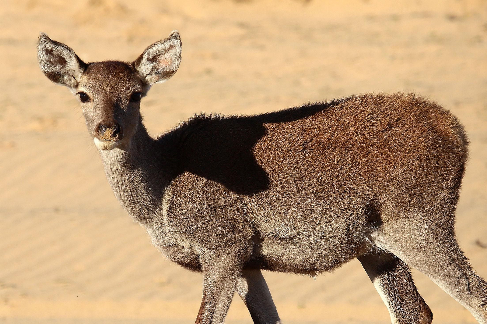 Ciervo en la playa de Matalascañas