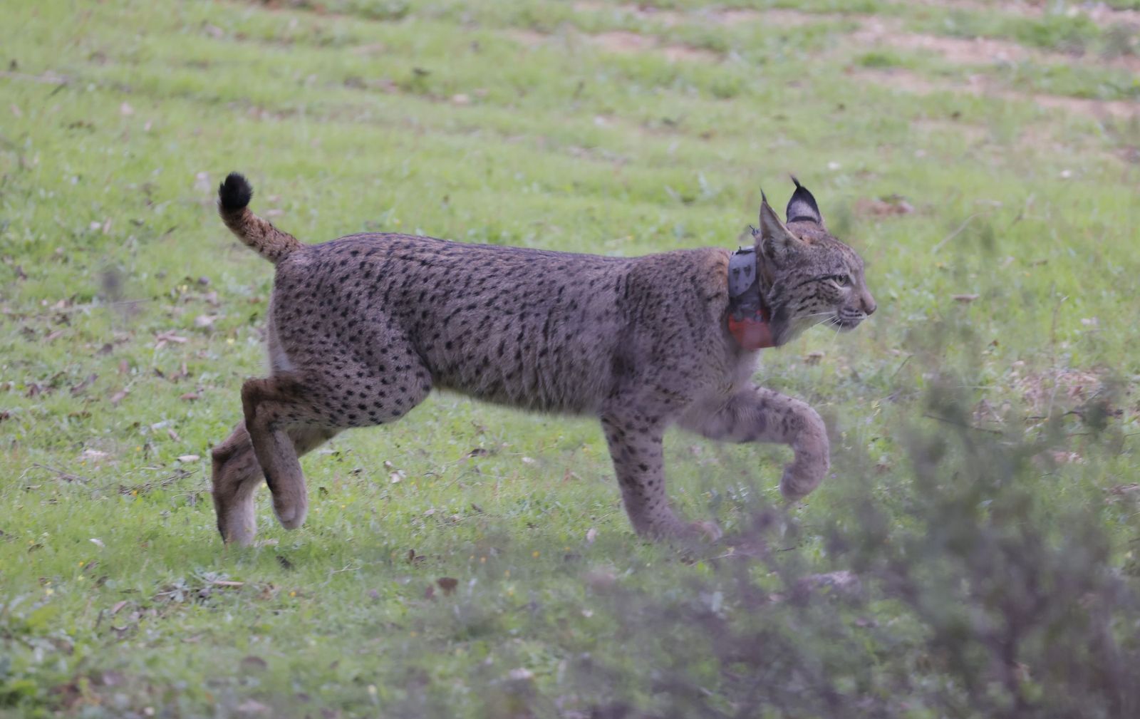 Wando y Wadala liberados en Lora del Rio