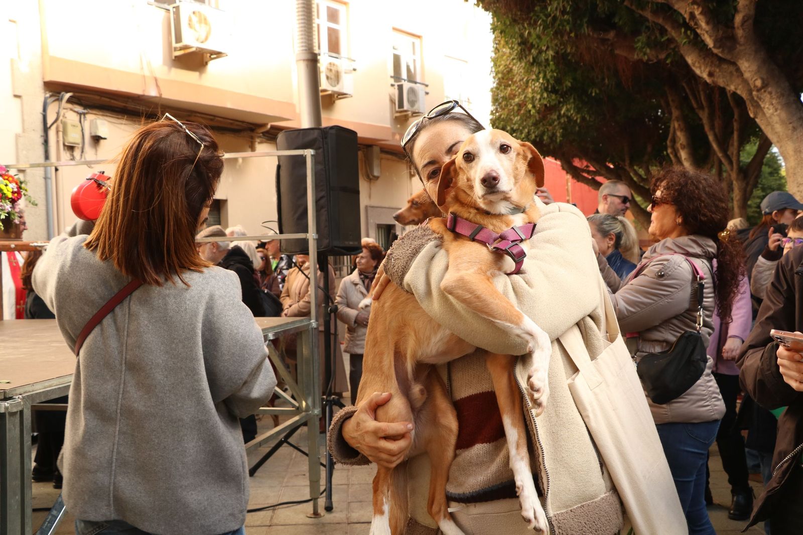 Así ha sido la bendición de las mascotas y la subasta de 'rabicos' en el casco histórico de Almería