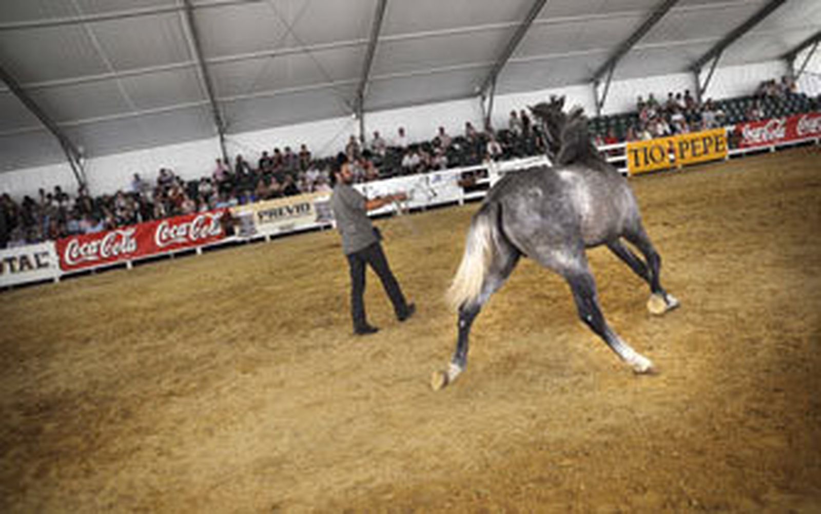 Equisur comienza a galopar en Ifeca
