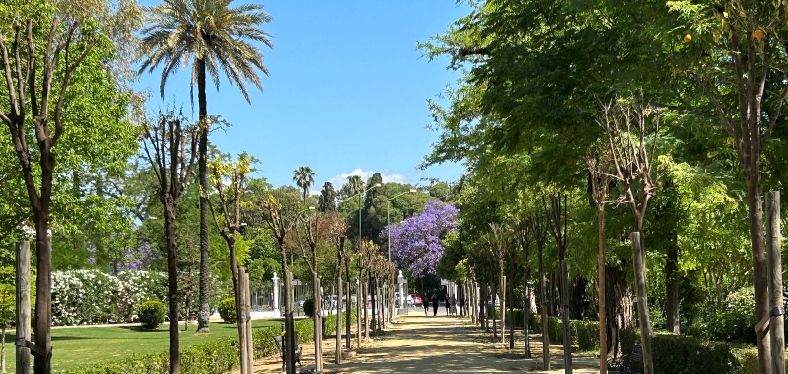 Los naranjos secos del paseo principal de los Jardines de las Delicias