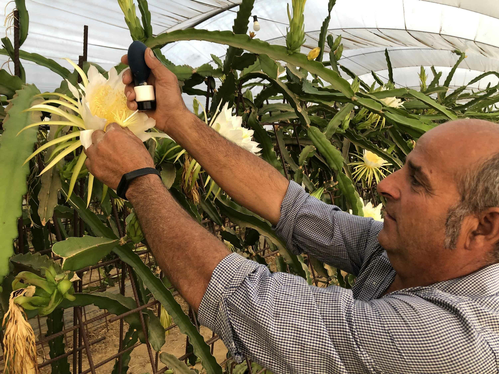 Rafael Gómez Torres analiza el estado de una de las flores de la pitaya.