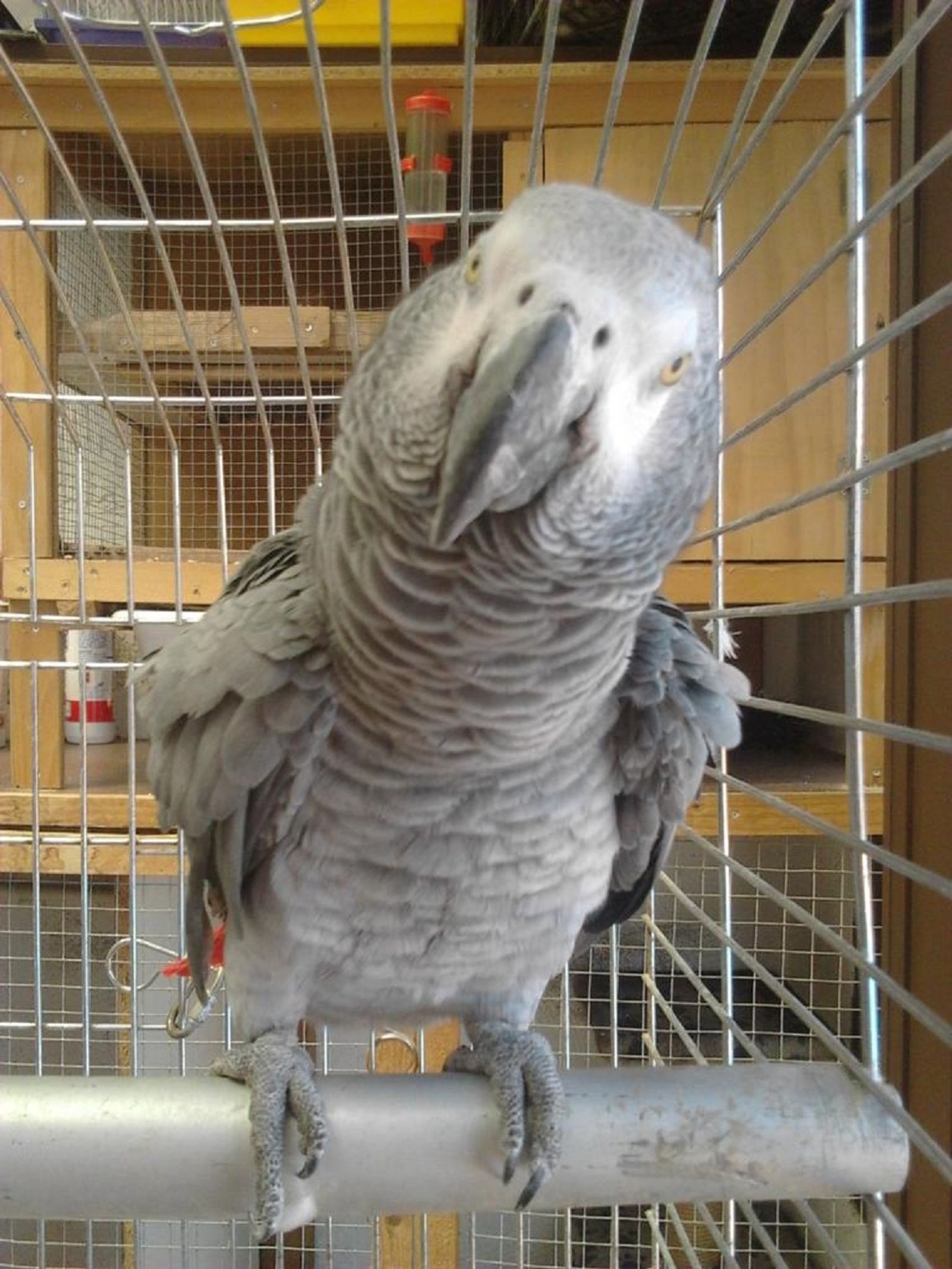 Willy, el  loro yaco recuperado en Alhaurín de la Torre.