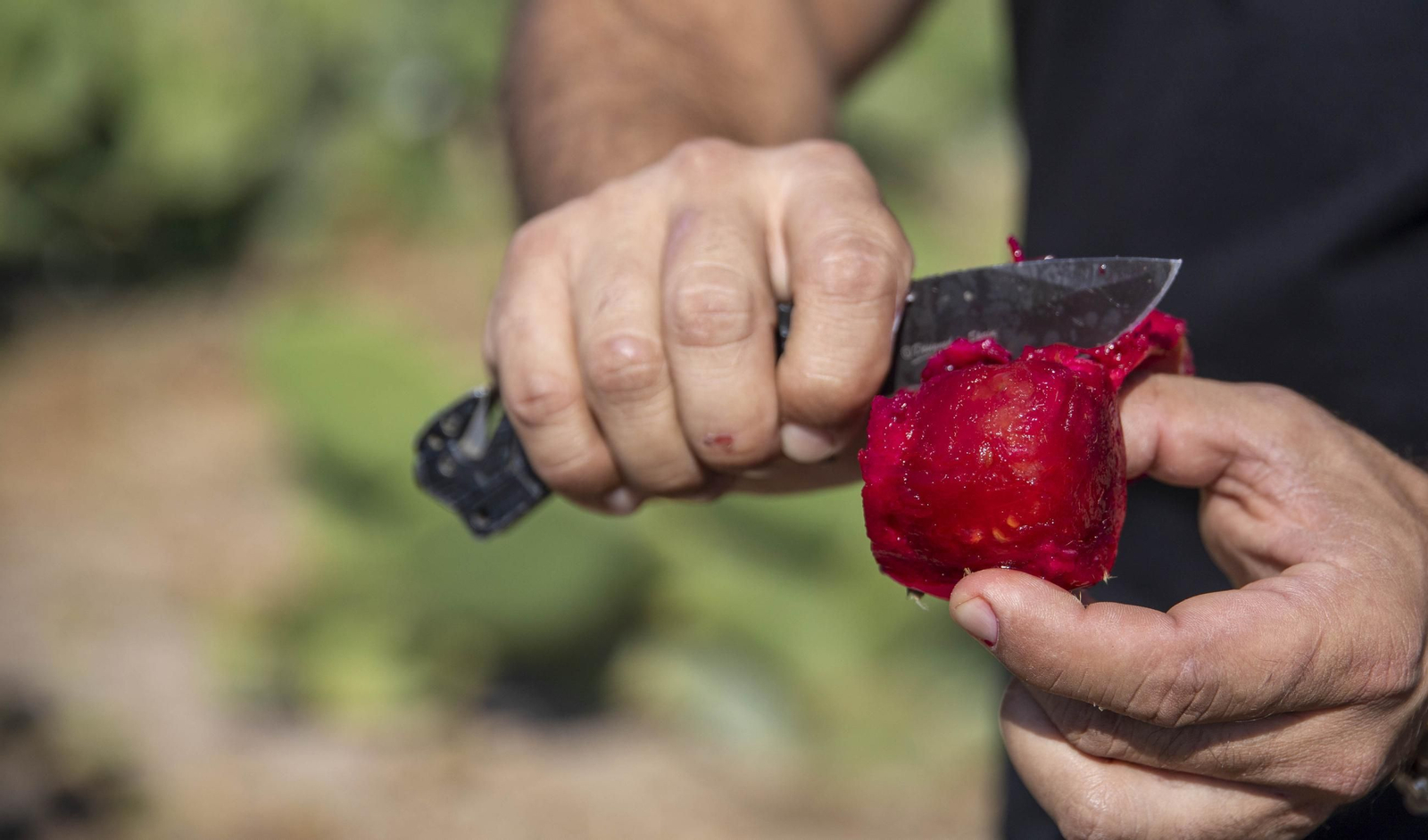 Plantación de chumbos de Níjar